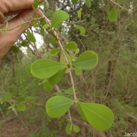 Erythroxylum monogynum Roxb.